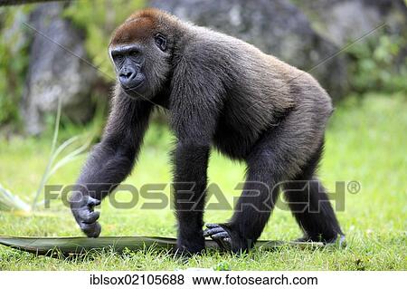Stock Photo - Western Lowland Gorilla (Gorilla gorilla), juvenile, captive, Florida, USA, North America. Fotosearch
