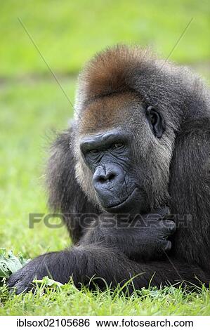 Western Lowland Gorilla (Gorilla gorilla), adult, female, captive, Florida, USA, North America View Large Photo Image Stock Photograph - Western Lowland Gorilla (Gorilla gorilla), adult, female, captive, Florida, USA, North America. Fotosearch