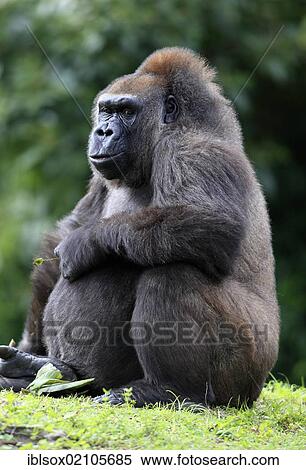 Western Lowland Gorilla (Gorilla gorilla), adult, female, captive, Florida, USA, North America View Large Photo Image Stock Photography - Western Lowland Gorilla (Gorilla gorilla), adult, female, captive, Florida, USA, North America. Fotosearch