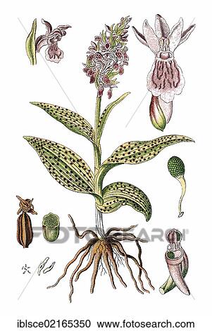 Stock Image - Western Marsh Orchid or Broad-leaved Marsh Orchid (Dactylorhiza majalis), medicinal plant, useful plant, chromolithograph, circa 1790. Fotosearch