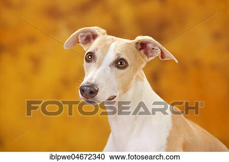 Whippet, male, animal portrait View Large Photo Image Stock Image - Whippet, male, animal portrait. Fotosearch