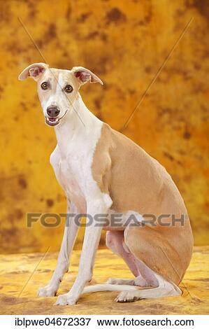 Whippet, male, sitting View Large Photo Image Stock Photo - Whippet, male, sitting. Fotosearch