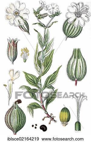 White campion (Silene latifolia subsp. alba Mill. ), medicinal plant, crop plant, chromolithography, about 1870 View Large Photo Image Stock Photo - White campion (Silene latifolia subsp. alba Mill. ), medicinal plant, crop plant, chromolithography, about 1870. Fotosearch