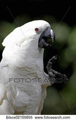 White-crested cockatoo (Cacatua alba), adult, portrait, Florida, USA, North America View Large Photo Image Stock Photography - White-crested cockatoo (Cacatua alba), adult, portrait, Florida, USA, North America. Fotosearch