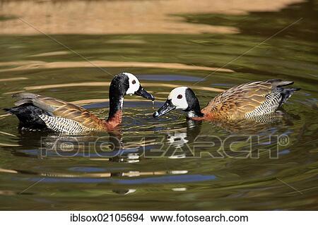 Picture - White-faced Whistling-ducks (Dendrocygna viduata), adult pair, floating in the water, Kruger National Park, South Africa, Africa. Fotosearch