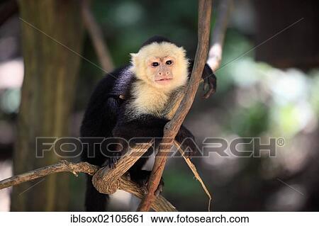 Stock Image - White-headed Capuchin (Cebus capucinus), male, in a tree, Roatan, Honduras, Caribbean, Central America, Latin America, North America. Fotosearch