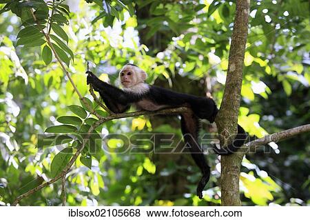 White-headed Capuchin (Cebus capucinus), male, in a tree, Roatan, Honduras, Caribbean, Central America, Latin America, North America View Large Photo Image Stock Photo - White-headed Capuchin (Cebus capucinus), male, in a tree, Roatan, Honduras, Caribbean, Central America, Latin America, North America. Fotosearch