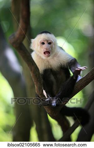 Stock Photography - White-headed Capuchin (Cebus capucinus), male, in a tree, Roatan, Honduras, Caribbean, Central America, Latin America, North America. Fotosearch
