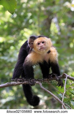 White-headed capuchin, White-faced capuchin or White-throated capuchin (Cebus capucinus), mother and young, tree, Roatan, Honduras, Central America, Latin America, North America View Large Photo Image Stock Image - White-headed capuchin, White-faced capuchin or White-throated capuchin (Cebus capucinus), mother and young, tree, Roatan, Honduras, Central America, Latin America, North America. Fotosearch