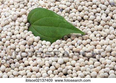 White pepper and a green leaf View Large Photo Image Stock Photo - White pepper and a green leaf. Fotosearch