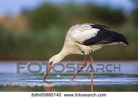 White stork ( Ciconia ciconia) in the search for food, Saxony-Anhalt, Germany, Europe View Large Photo Image Stock Image - White stork ( Ciconia ciconia) in the search for food, Saxony-Anhalt, Germany, Europe. Fotosearch