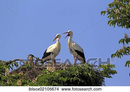 Picture - White Storks (Ciconia ciconia), pair on a nest in a chestnut tree, Mannheim, Baden-Wuerttemberg, Germany, Europe. Fotosearch