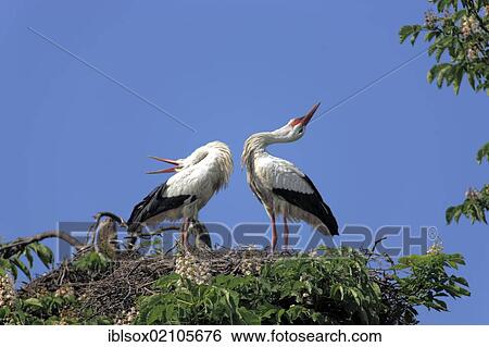 White Storks (Ciconia ciconia), pair clapping their beaks in a nest in a chestnut tree, Mannheim, Baden-Wuerttemberg, Germany, Europe View Large Photo Image Stock Photograph - White Storks (Ciconia ciconia), pair clapping their beaks in a nest in a chestnut tree, Mannheim, Baden-Wuerttemberg, Germany, Europe. Fotosearch