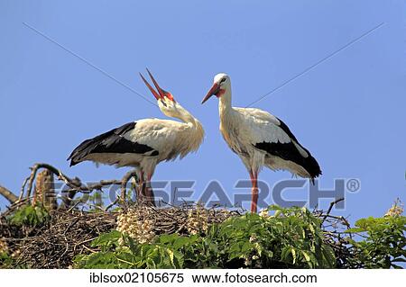 Stock Photography - White Storks (Ciconia ciconia), pair clapping their beaks in a nest in a chestnut tree, Mannheim, Baden-Wuerttemberg, Germany, Europe. Fotosearch