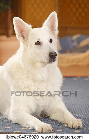 Stock Image - White Swiss shepherd dog, bitch, 10 years, old dog, lying on carpet in the living room. Fotosearch