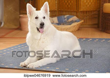 White Swiss shepherd dog, bitch, 10 years, old dog, lying on carpet in the living room View Large Photo Image Stock Photo - White Swiss shepherd dog, bitch, 10 years, old dog, lying on carpet in the living room. Fotosearch