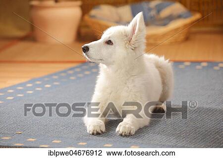 Stock Image - White Swiss shepherd dog, puppy, 14 weeks, lying on carpet in the living room. Fotosearch