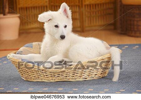 Stock Image - White Swiss shepherd dog, puppy, 14 weeks, lying in dog basket, living room. Fotosearch