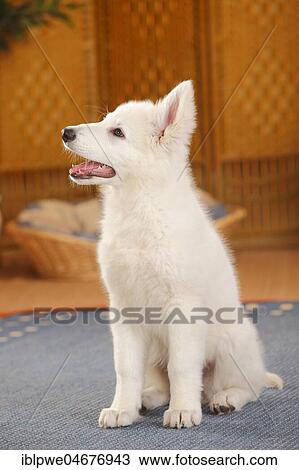 White Swiss Shepherd, puppy, 14 weeks, sits on carpet in living room View Large Photo Image Stock Image - White Swiss Shepherd, puppy, 14 weeks, sits on carpet in living room. Fotosearch