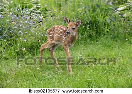 White-tailed Deer (Odocoileus virginianus), fawn on a meadow, Minnesota, USA, North America View Large Photo Image Stock Photo - White-tailed Deer (Odocoileus virginianus), fawn on a meadow, Minnesota, USA, North America. Fotosearch