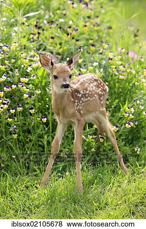 Stock Photo - White-tailed Deer (Odocoileus virginianus), fawn on a meadow, Minnesota, USA, North America. Fotosearch