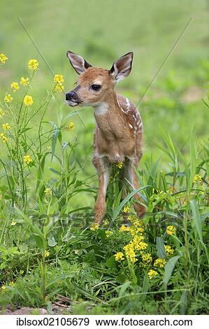 White-tailed Deer (Odocoileus virginianus), fawn on a meadow, Minnesota, USA, North America View Large Photo Image Stock Photo - White-tailed Deer (Odocoileus virginianus), fawn on a meadow, Minnesota, USA, North America. Fotosearch