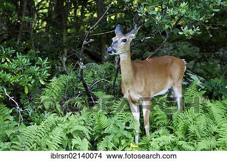 White-tailed Deer or Virginia Deer (Odocoileus virginianus) in Shenandoah National Park, Shenandoah Valley, Virginia, USA, North America View Large Photo Image Picture - White-tailed Deer or Virginia Deer (Odocoileus virginianus) in Shenandoah National Park, Shenandoah Valley, Virginia, USA, North America. Fotosearch