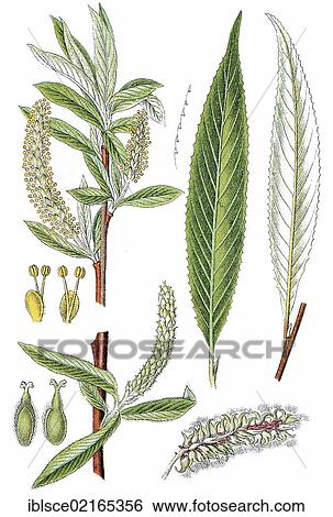 White Willow (Salix alba), medicinal plant, useful plant, chromolithograph, circa 1790 View Large Photo Image Stock Photograph - White Willow (Salix alba), medicinal plant, useful plant, chromolithograph, circa 1790. Fotosearch