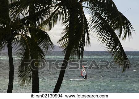 Picture - Windsurfer on the sea near Maui, Makawao, Hawai'i, USA, North America. Fotosearch