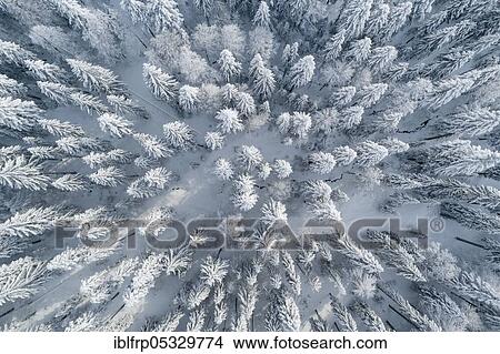 Winterwald, Ratenpass, Canton Zug, Switzerland, Europe View Large Photo Image Picture - Winterwald, Ratenpass, Canton Zug, Switzerland, Europe. Fotosearch