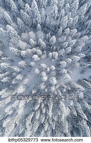 Stock Image - Winterwald, Ratenpass, Canton Zug, Switzerland, Europe. Fotosearch