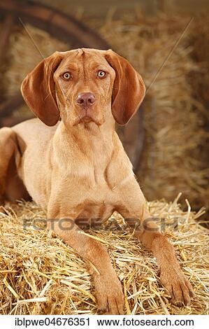 Stock Image - Wire-haired Hungarian pointing dog, female, 7 months, Magyar Vizsla, young female lying on straw, animal portrait. Fotosearch
