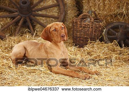 Wire-haired Hungarian pointing dog, bitch, 7 months, Magyar Vizsla, young bitch lying on straw View Large Photo Image Stock Photo - Wire-haired Hungarian pointing dog, bitch, 7 months, Magyar Vizsla, young bitch lying on straw. Fotosearch