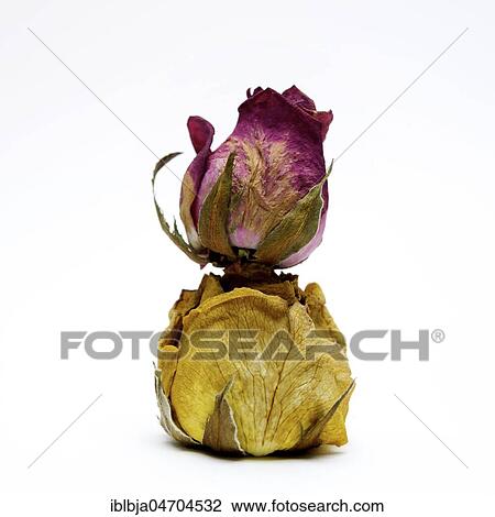 Withered rose heads, studio shot, still View Large Photo Image Stock Image - Withered rose heads, studio shot, still. Fotosearch