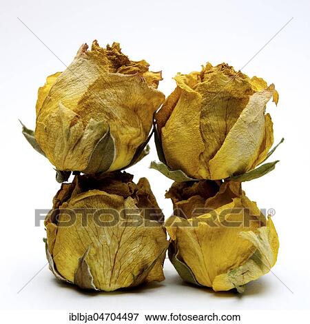 Withered rose heads, studio shot, still View Large Photo Image Stock Photo - Withered rose heads, studio shot, still. Fotosearch