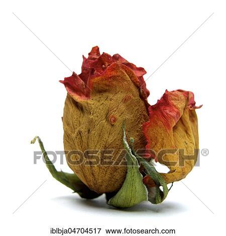 Stock Photo - Withered rose heads, studio shot, still. Fotosearch