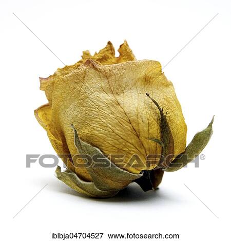 Stock Photo - Withered rose heads, studio shot, still. Fotosearch
