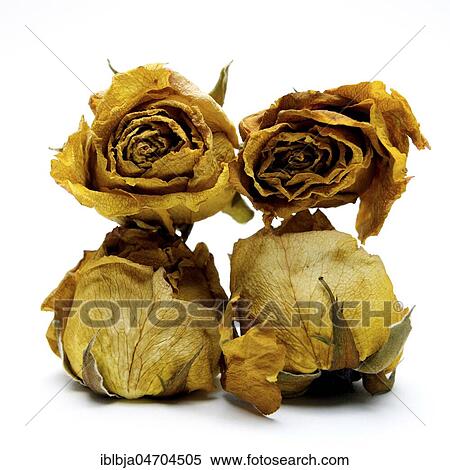Withered rose heads, studio shot, still View Large Photo Image Stock Photography - Withered rose heads, studio shot, still. Fotosearch