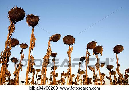 Stock Image - Withered sunflowers on a field, Puy de Dome department, Auvergne, France, Europe. Fotosearch