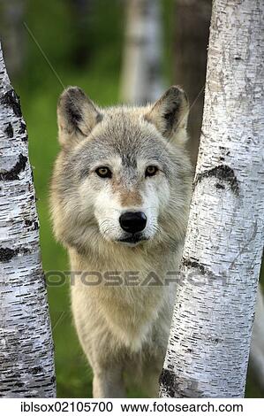 Stock Image - Wolf (Canis lupus), adult, looking between two birch trunks, Minnesota, USA, North America. Fotosearch