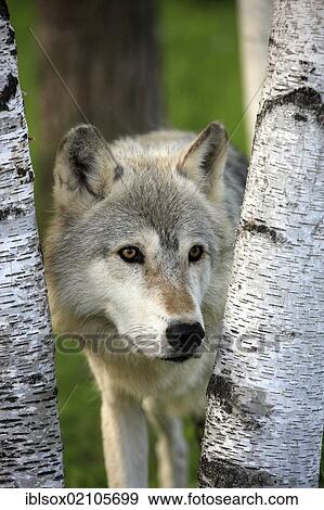 Wolf (Canis lupus), adult, looking between two birch trunks, Minnesota, USA, North America View Large Photo Image Stock Photo - Wolf (Canis lupus), adult, looking between two birch trunks, Minnesota, USA, North America. Fotosearch