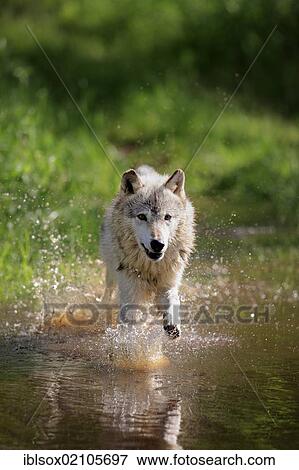 Wolf (Canis lupus), adult, running through water, Minnesota, USA, North America View Large Photo Image Stock Photo - Wolf (Canis lupus), adult, running through water, Minnesota, USA, North America. Fotosearch