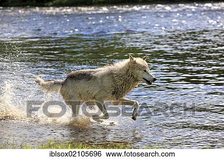 Stock Photograph - Wolf (Canis lupus), adult, running through water, Minnesota, USA, North America. Fotosearch