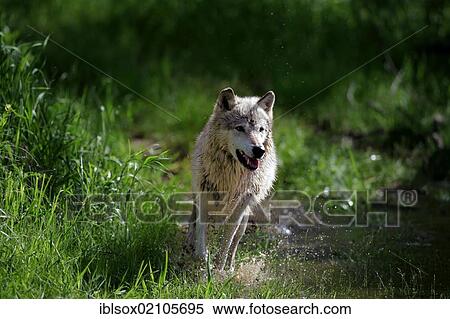 Stock Photography - Wolf (Canis lupus), adult, running through water, Minnesota, USA, North America. Fotosearch