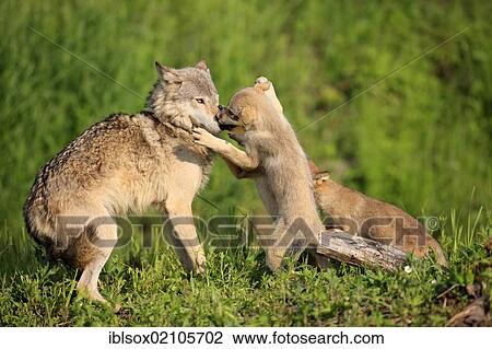 Stock Image - Wolf (Canis lupus), cubs begging their mother for food, social behavior, Minnesota, USA, North America. Fotosearch