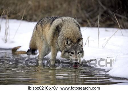Wolf (Canis lupus), drinking water in the snow in winter, Montana, USA, North America View Large Photo Image Stock Photo - Wolf (Canis lupus), drinking water in the snow in winter, Montana, USA, North America. Fotosearch