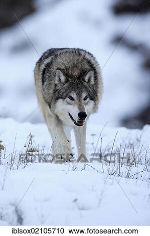 Wolf (Canis lupus), foraging in the snow in winter, Montana, USA, North America View Large Photo Image Stock Image - Wolf (Canis lupus), foraging in the snow in winter, Montana, USA, North America. Fotosearch