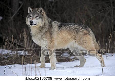 Wolf (Canis lupus), in the snow in winter, Montana, USA, North America View Large Photo Image Stock Photo - Wolf (Canis lupus), in the snow in winter, Montana, USA, North America. Fotosearch