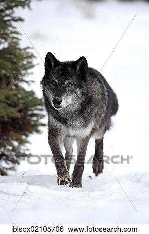 Stock Photograph - Wolf (Canis lupus), in the snow in winter, Montana, USA, North America. Fotosearch
