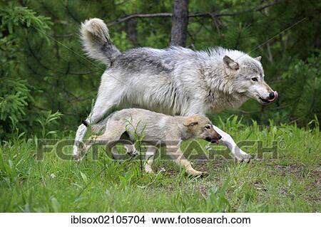 Picture - Wolf (Canis lupus), mother and cub running side by side, Minnesota, USA, North America. Fotosearch